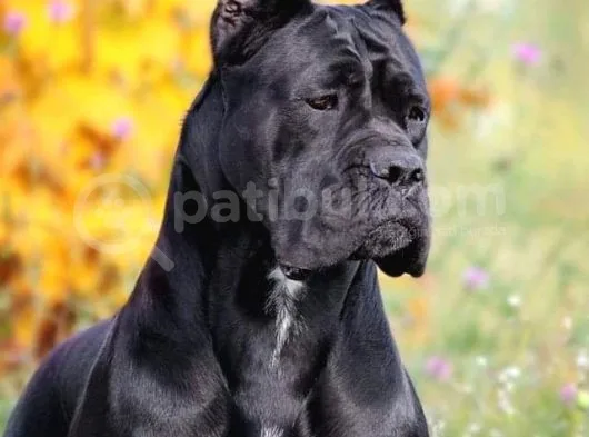 Cane Corsa Yavruları