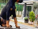 Doberman Yavrumuz