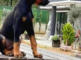 Doberman Yavrumuz