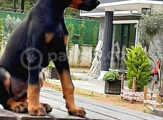 Doberman Yavrumuz