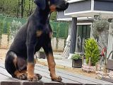 Doberman Yavrumuz