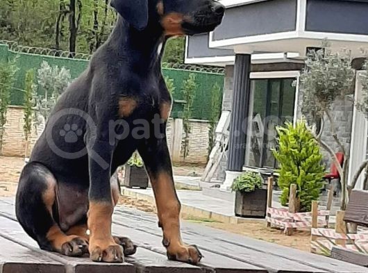 Doberman Yavrumuz görsel