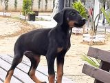 Doberman Yavrumuz