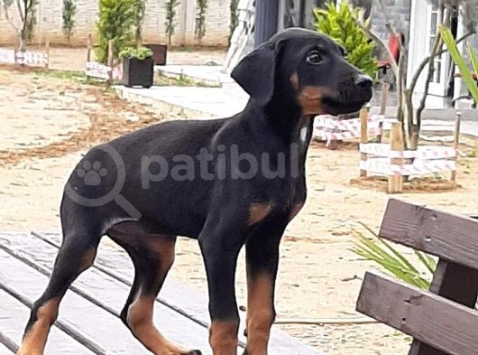 Doberman Yavrumuz görsel