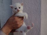 British Shorthair, Scottish Fold, Chinchilla Yavrular