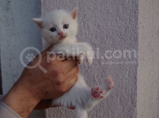 British Shorthair, Scottish Fold, Chinchilla Yavrular görsel
