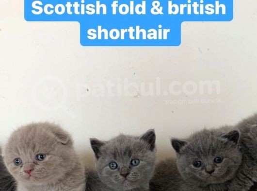 British Shorthair, Scottish Fold, Chinchilla Yavrular görsel
