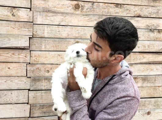 Maltesse Terrier Yavrularımız görsel
