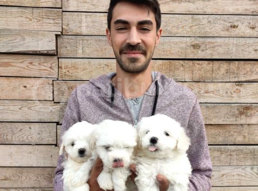 Maltesse Terrier Yavrularımız görsel