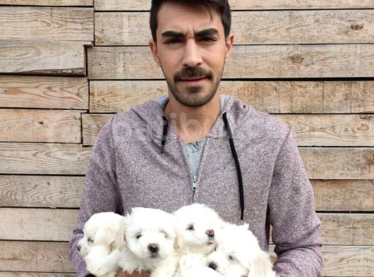 Maltesse Terrier Yavrularımız görsel