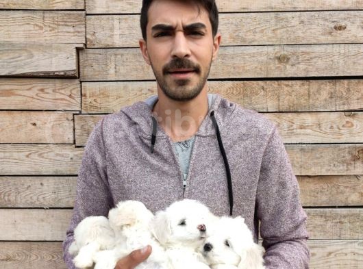 Maltesse Terrier Yavrularımız görsel