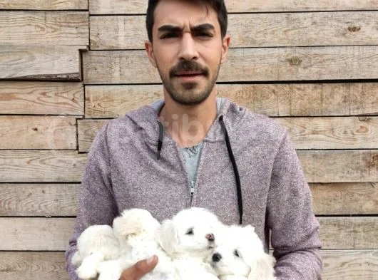 Maltesse Terrier Yavrularımız