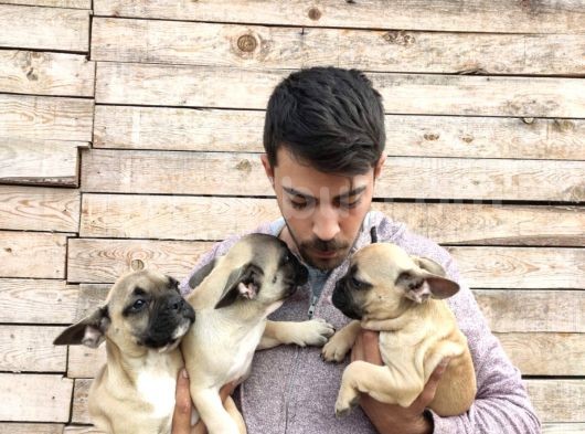 French Bulldog görsel