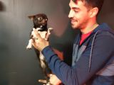 Tea Cup Chihuahua