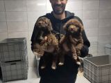 Toy Poodle