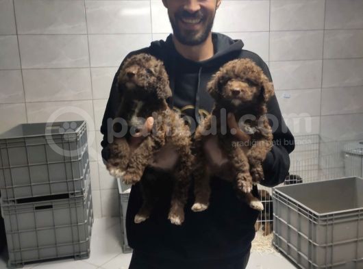 Toy Poodle görsel