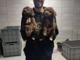 Toy Poodle