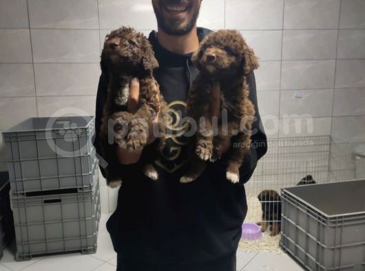 Toy Poodle görsel
