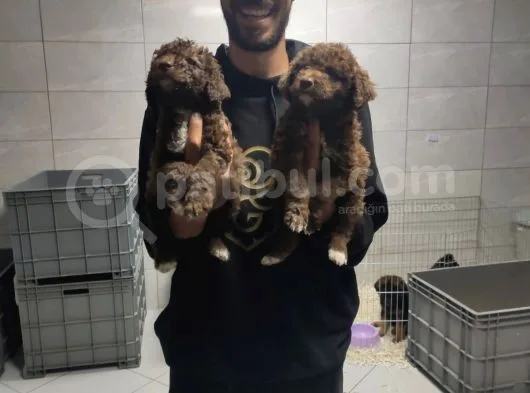 Toy Poodle