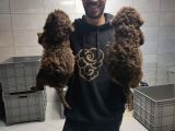 Toy Poodle