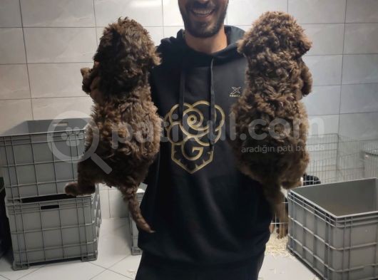 Toy Poodle görsel