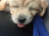 Maltipoo