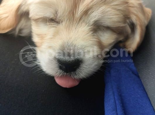 Maltipoo görsel