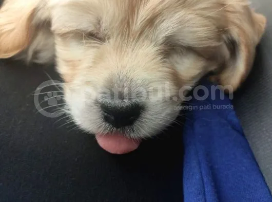 Maltipoo