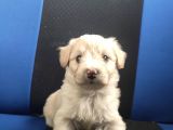 Maltipoo