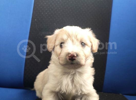 Maltipoo görsel