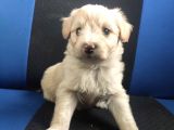 Maltipoo