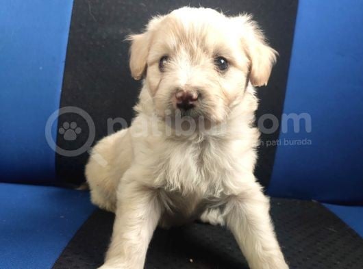 Maltipoo görsel