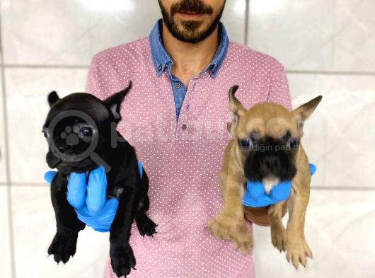 French Bulldog görsel