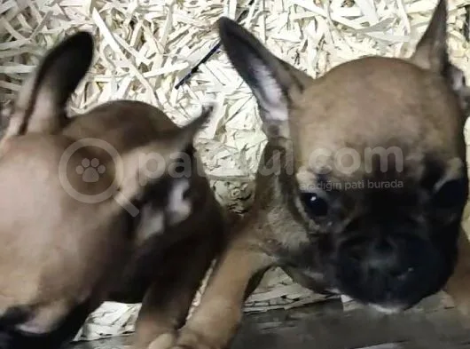 French Bulldog