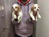 King Charles Cavalier