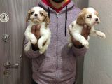 King Charles Cavalier