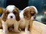 King Charles Cavalier