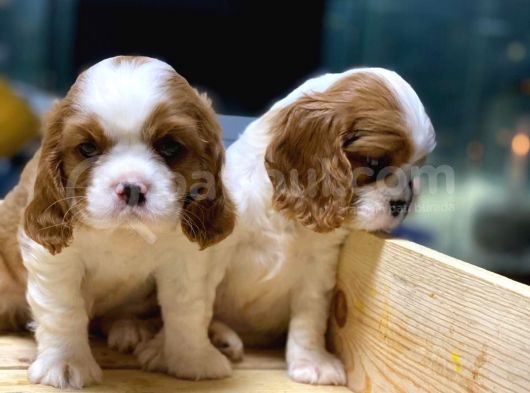 King Charles Cavalier görsel