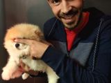 Pomeranian Boo