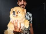 Pomeranian Boo