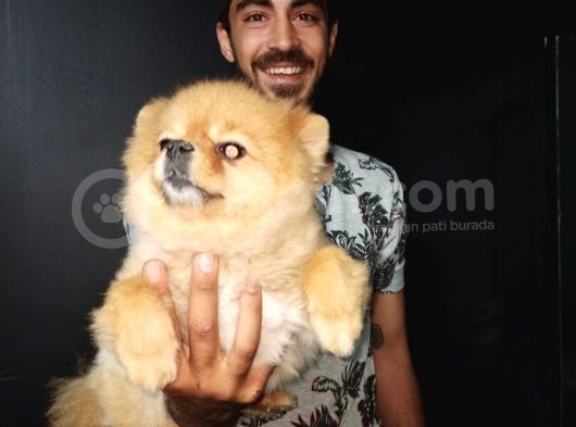 Pomeranian Boo görsel