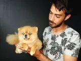 Pomeranian Boo