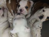 İngiliz Bulldog