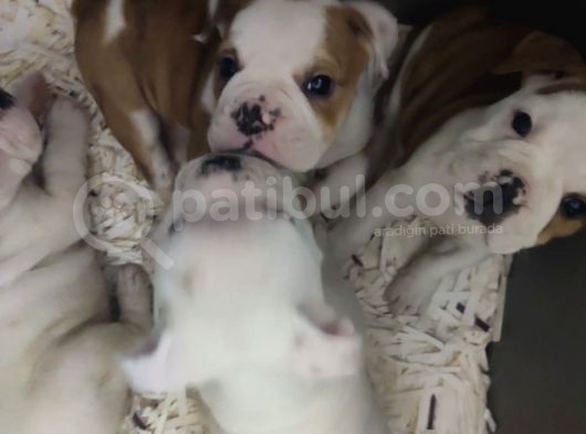 İngiliz Bulldog görsel