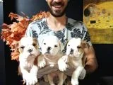 İngiliz Bulldog