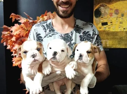 İngiliz Bulldog