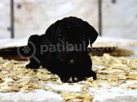 Cane Corso görsel