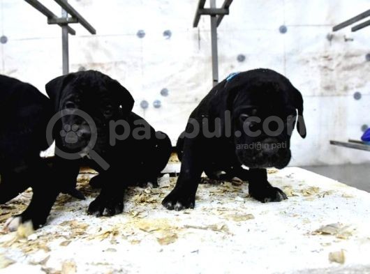 Cane Corso görsel