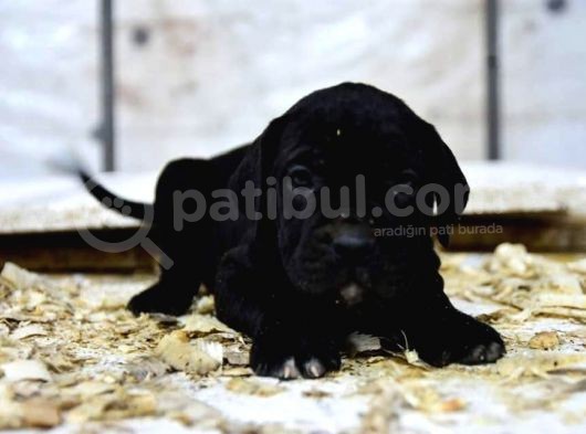 Cane Corso görsel