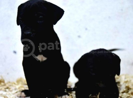 Cane Corso görsel